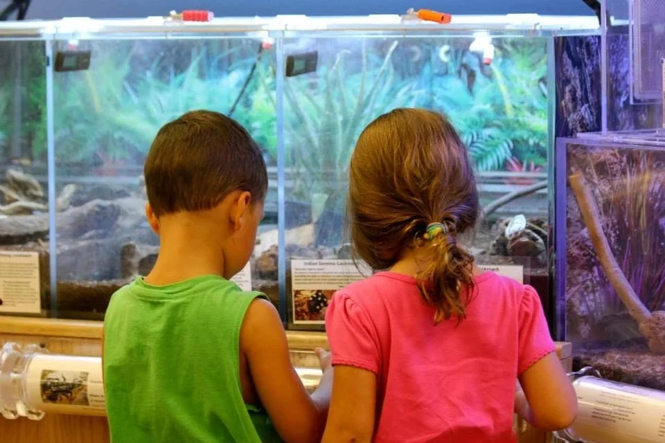 Children observing an aquarium during a community activity