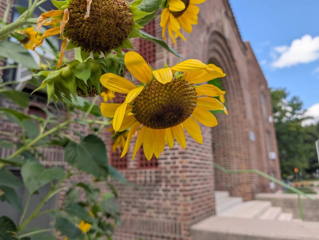 Brick exterior and sunflowers at Grand Rapids Child Discovery Center.