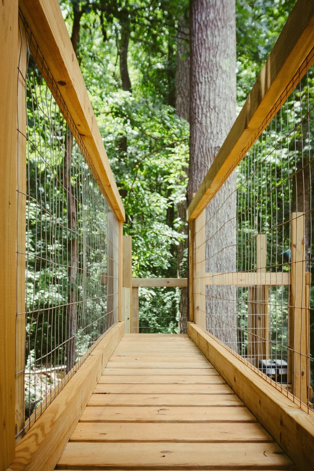 Wooden footbridge through a wooded learning environment