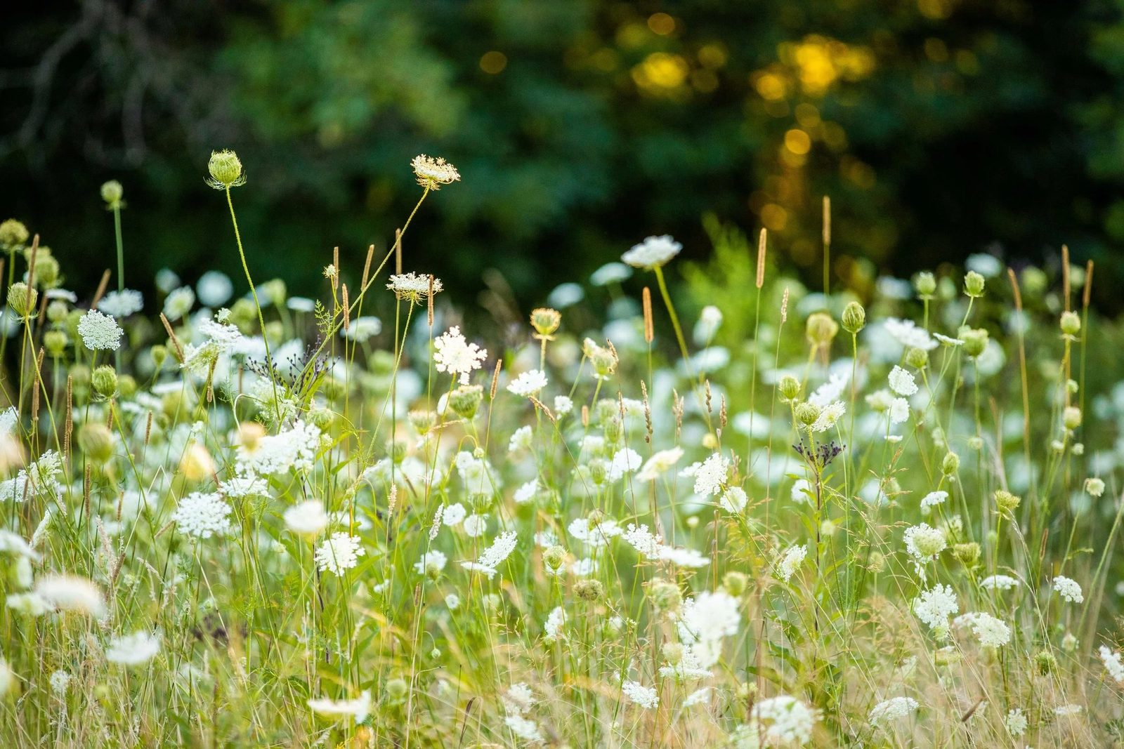 Wildflower Pediatric Psychology