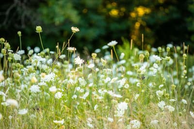 Wildflower Pediatric Psychology