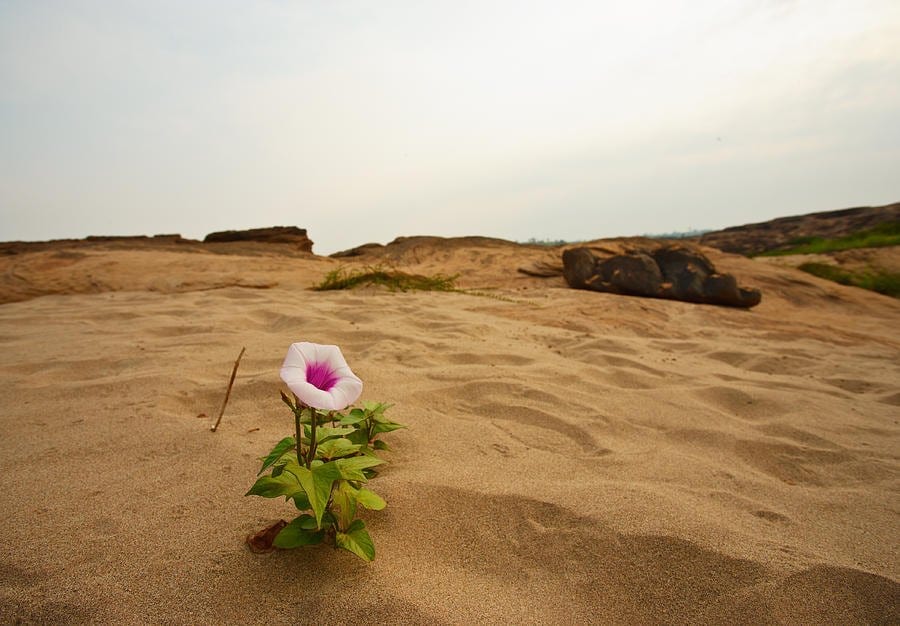 Desert flower