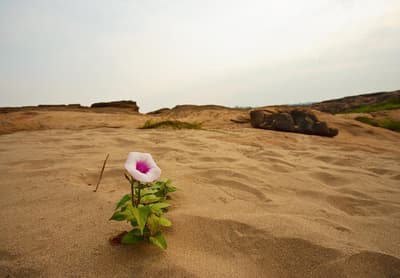 Desert flower