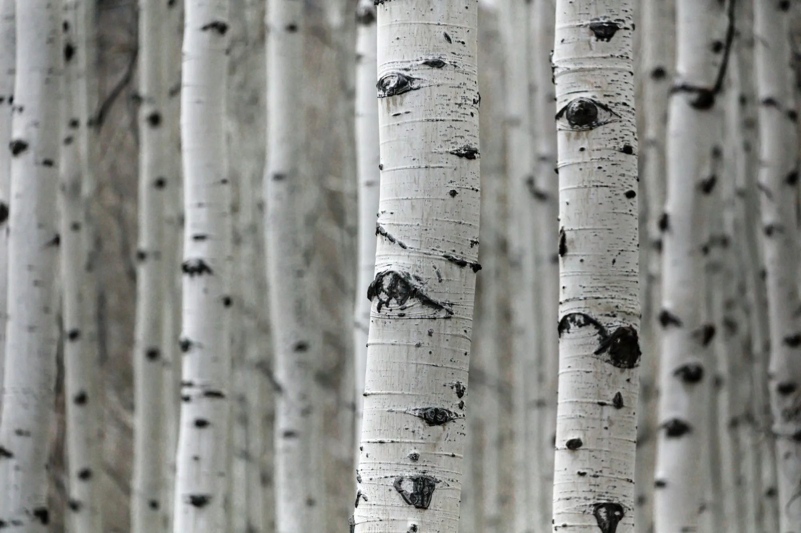 Birch Psychology office