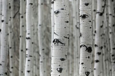 Birch Psychology office