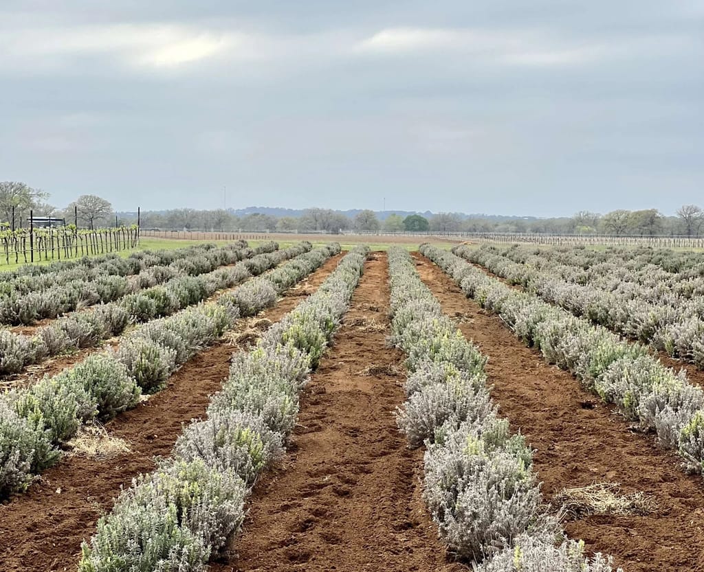 Lavender field