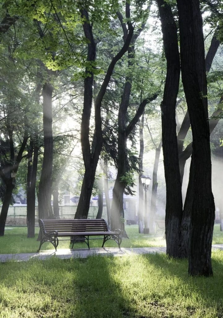 Sunlight through trees in a park.