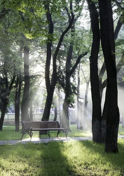 Sunlight through trees in a park.
